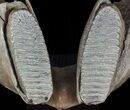 Wide Woolly Mammoth Lower Jaw With M Molars #57823-3